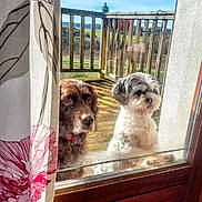 Malice a rejoint le concours — aidez-le/la à gagner de superbes lots ! dog, glass_door, curtain, wooden_deck, outdoor, sunny, pet, brown_dog, white_dog, window, fence, nature, sky, animal, looking, home, daylight, portrait, companion, cute