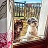 dog, glass_door, curtain, wooden_deck, outdoor, sunny, pet, brown_dog, white_dog, window, fence, nature, sky, animal, looking, home, daylight, portrait, companion, cute