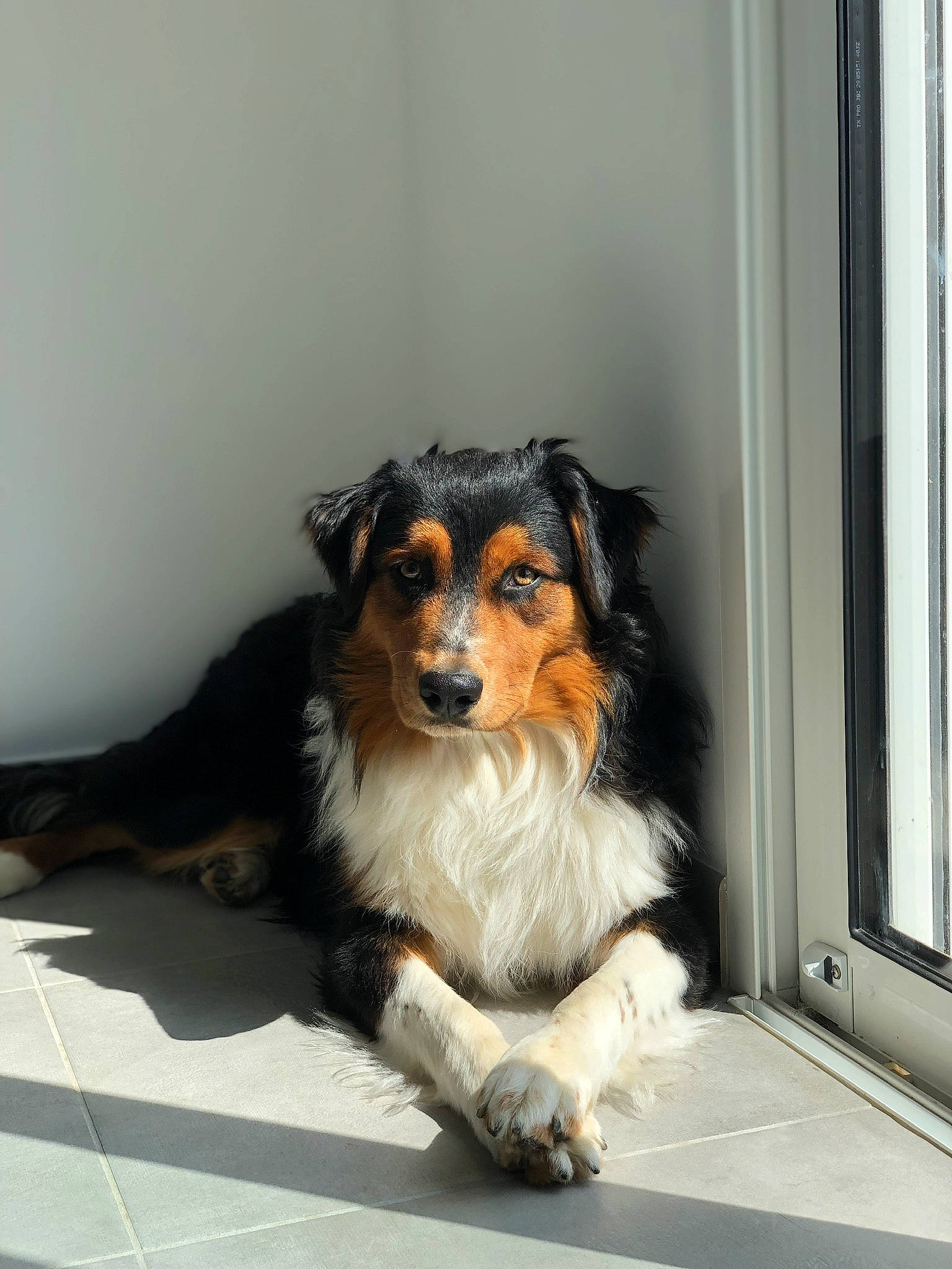 Oslo a rejoint le concours — aidez-le/la à gagner de superbes lots ! australian_collie, australian_shepherd, border_collie, canidae, carnivore, collie, companion_dog, dog, dog_breed, mammal, puppy, rare_breed_dog, rough_collie, scotch_collie, shetland_sheepdog, snout, sporting_group, working_dog