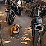 Pooky Et Uchywa a rejoint le concours — aidez-le/la à gagner de superbes lots ! animal, bulldog, concrete, dog, handlebars, headlight, license_plate, motorbike, motorcycle, outdoor, parking, pet, seat, shadow, sunlight, tire, two_wheelers, vehicle, wall, yard