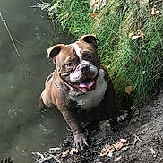 Pooky Et Uchywa a rejoint le concours — aidez-le/la à gagner de superbes lots ! animal, bank, bulldog, canine, daylight, dog, grass, happy, leaf_litter, leaves, mud, muddy, nature, outdoor, pet, playful, pond, smiling, tongue_out, water