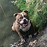 animal, bank, bulldog, canine, daylight, dog, grass, happy, leaf_litter, leaves, mud, muddy, nature, outdoor, pet, playful, pond, smiling, tongue_out, water