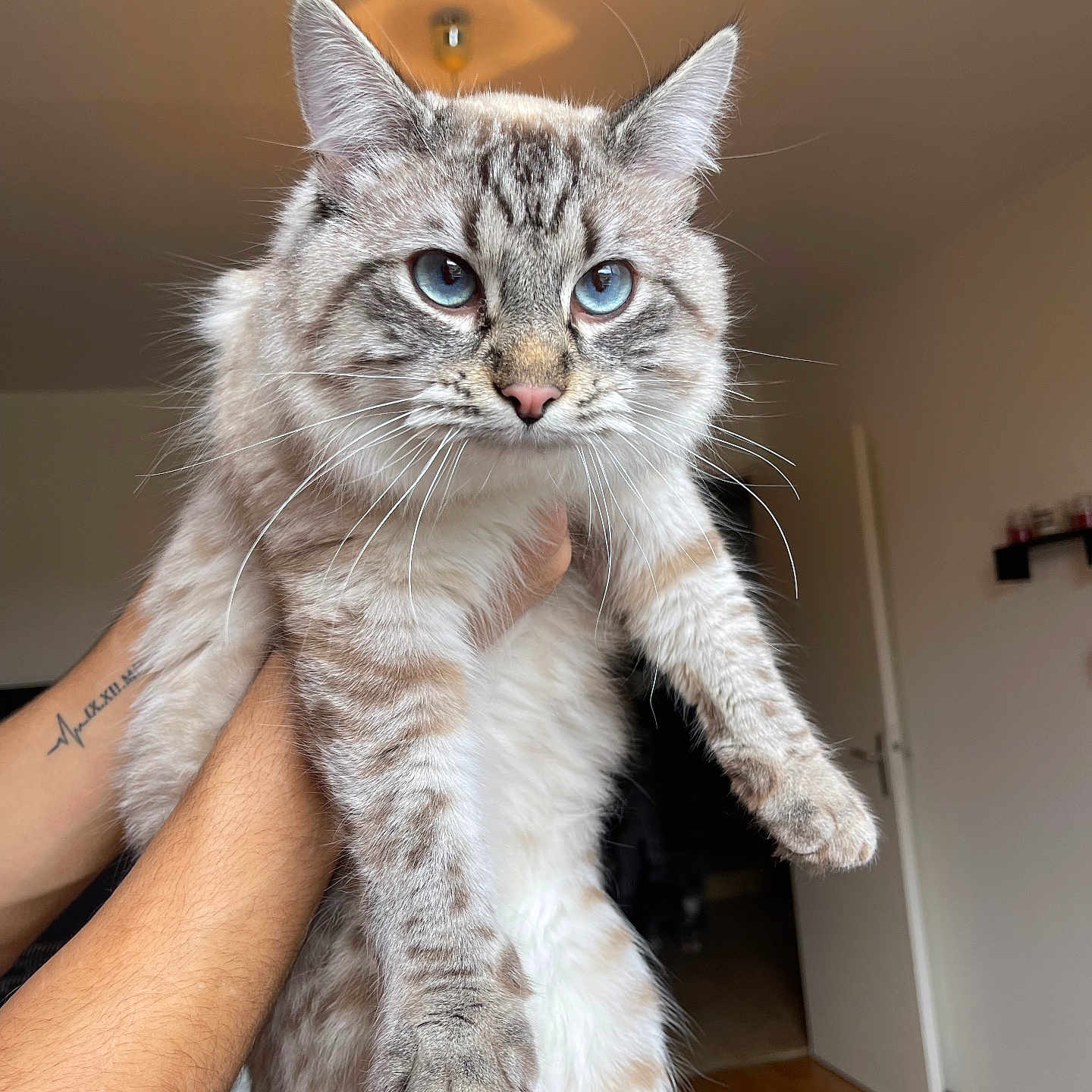 Napo a rejoint le concours — aidez-le/la à gagner de superbes lots ! animal, arm, blue_eyes, cat, curious, domestic, door, floor, fluffy, fur, hand, indoor, light, person, pet, room, shelf, tattoo, wall, whiskers