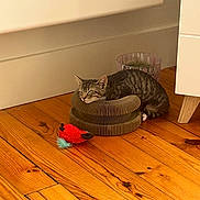 Ousmane participe au concours pour gagner de l'argent avec cette photo : cat, tabby_cat, pet, animal, feline, striped_fur, lounging, resting, scratch_post, cardboard, cat_toy, red_toy, wooden_floor, indoor, home, lamp, plant, cozy, furniture, portrait