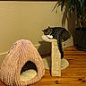 cat, tabby_cat, sleeping, relaxed, pet, feline, scratching_post, cat_tree, cat_cave, indoor, home, window, sunlight, houseplant, wooden_floor, cozy, furniture, animal, tail, resting