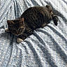 Ousmane a rejoint le concours — aidez-le/la à gagner de superbes lots ! cat, tabby_cat, pet, animal, sleepy, lying_down, bed, bedspread, blanket, bedroom, indoor, cozy, relaxed, striped_fur, white_paws, whiskers, ears, tail, furniture, patterned_fabric