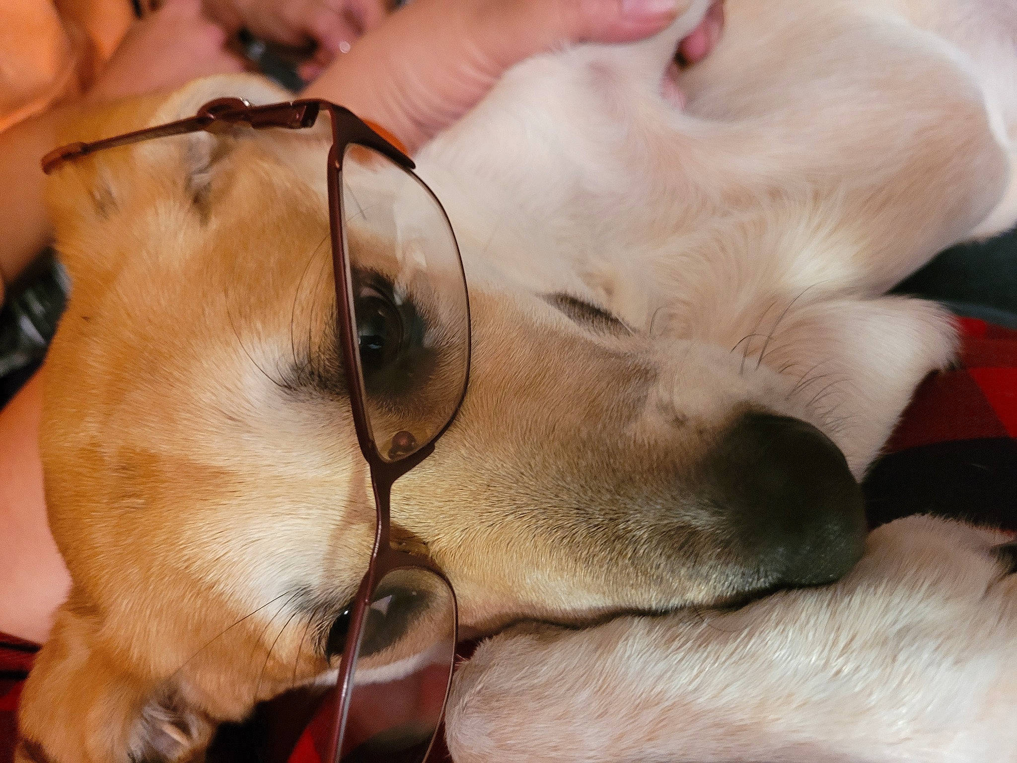 Carmella joined the competition — help win amazing prizes! canidae, carnivore, collar, comfort, companion_dog, dog, dog_breed, dog_collar, ear, eyewear, fawn, fur, gesture, jaw, paw, snout, sporting_group, sunglasses, whiskers, working_animal