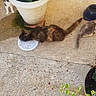 cat, flower_pot, purple_flowers, concrete, plate, outdoor, pet, animal, eating, plant, green_leaves, garden, sidewalk, calico_cat, tabby_cat, shadow, blue_bowl, curious_cat, resting, nature