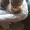 cat, gray_cat, pet, animal, feline, cat_bed, fluffy, indoor, resting, looking_at_camera, animal_portrait, cozy, cute, domestic_cat, whiskers, ears, eyes, fur, home, screenshot