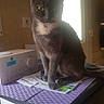 cat, gray_cat, domestic_cat, indoor, kitchen, countertop, radio, papers, purple_mat, window_light, curious, pet, feline, animal, sitting, household, furniture, domestic, soft_light, relaxed