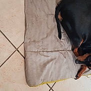 Mandoline a rejoint le concours — aidez-le/la à gagner de superbes lots ! carnivore, comfort, companion_dog, dog, dog_breed, dog_supply, fashion_accessory, flooring, fur, guard_dog, human_leg, liver, shadow, sitting, sleeve, sporting_group, tail, toy_dog, window, wood