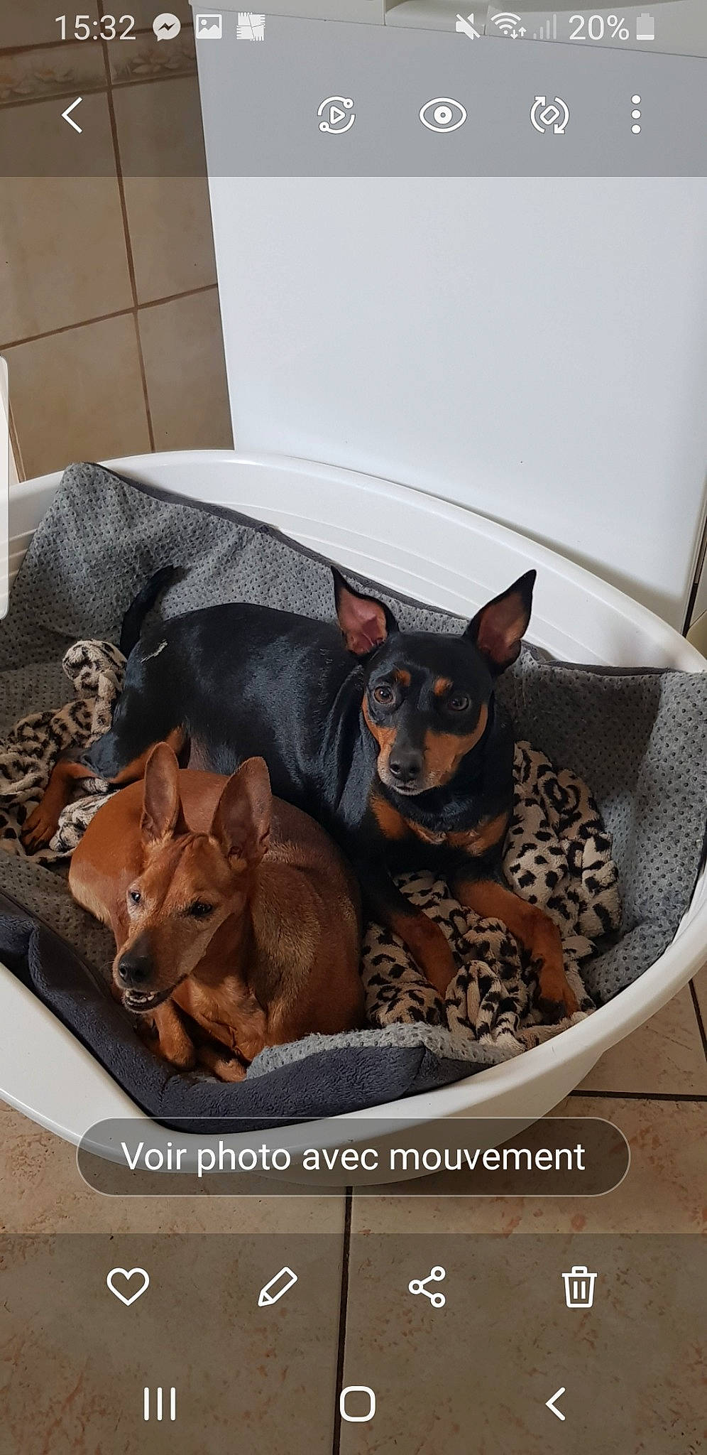 Mandoline a rejoint le concours — aidez-le/la à gagner de superbes lots ! canidae, carnivore, chihuahua, comfort, companion_dog, dog, dog_bed, dog_breed, dog_supply, fawn, felidae, linens, liver, recipe, room, small_to_medium_sized_cats, sporting_group, toy_dog, whiskers, working_animal