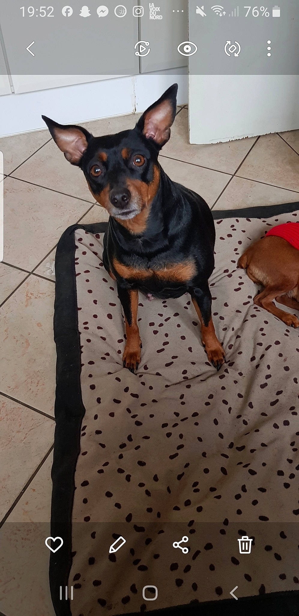 Mandoline participe au concours pour gagner de l'argent avec cette photo : canidae, carnivore, companion_dog, dog, dog_breed, ear, fawn, flooring, fur, grey, pattern, paw, pinscher, prazsky_krysarik, snout, sporting_group, toy_dog, whiskers, working_animal, working_dog