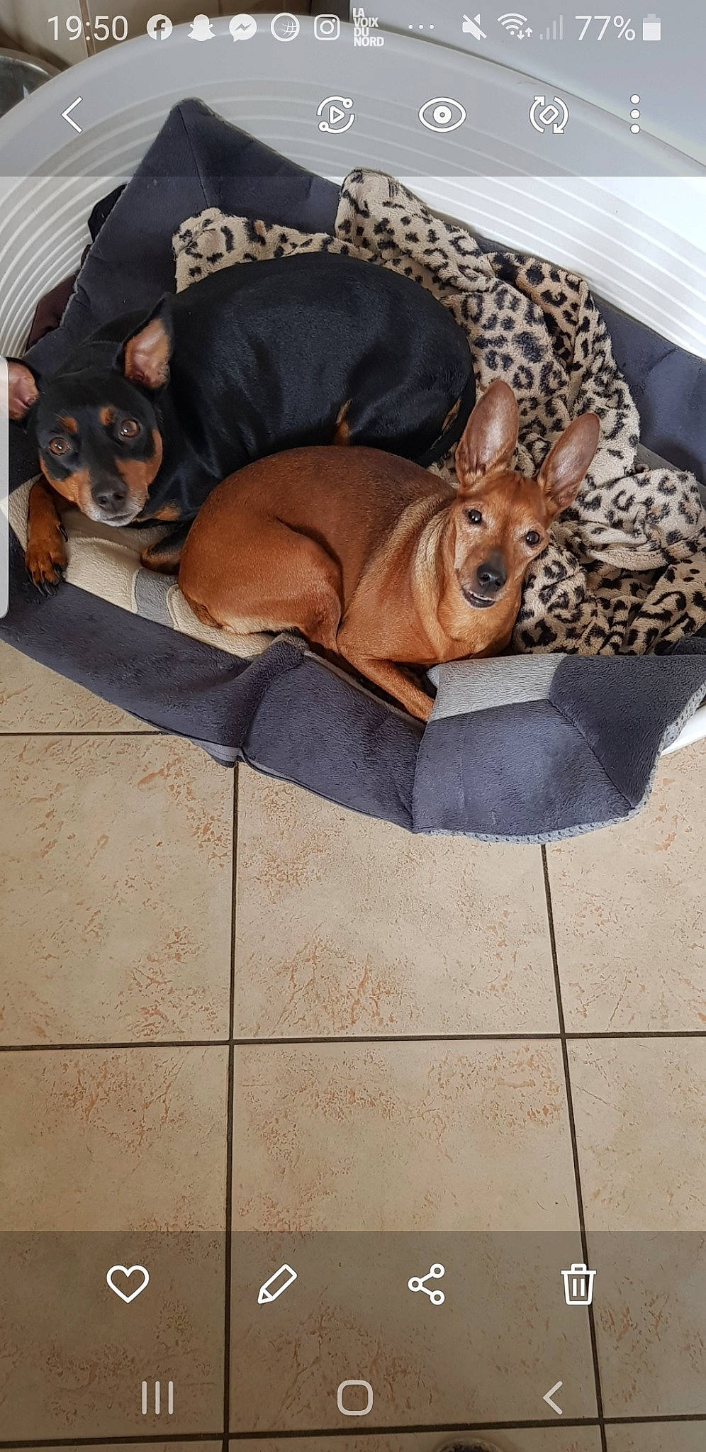 Leslie participe au concours pour gagner de l'argent avec cette photo : art, canidae, carnivore, comfort, companion_dog, dog, dog_bed, dog_breed, dog_supply, fawn, flooring, linens, nap, paw, pet_supply, sporting_group, tile_flooring, toy_dog, wood, working_animal