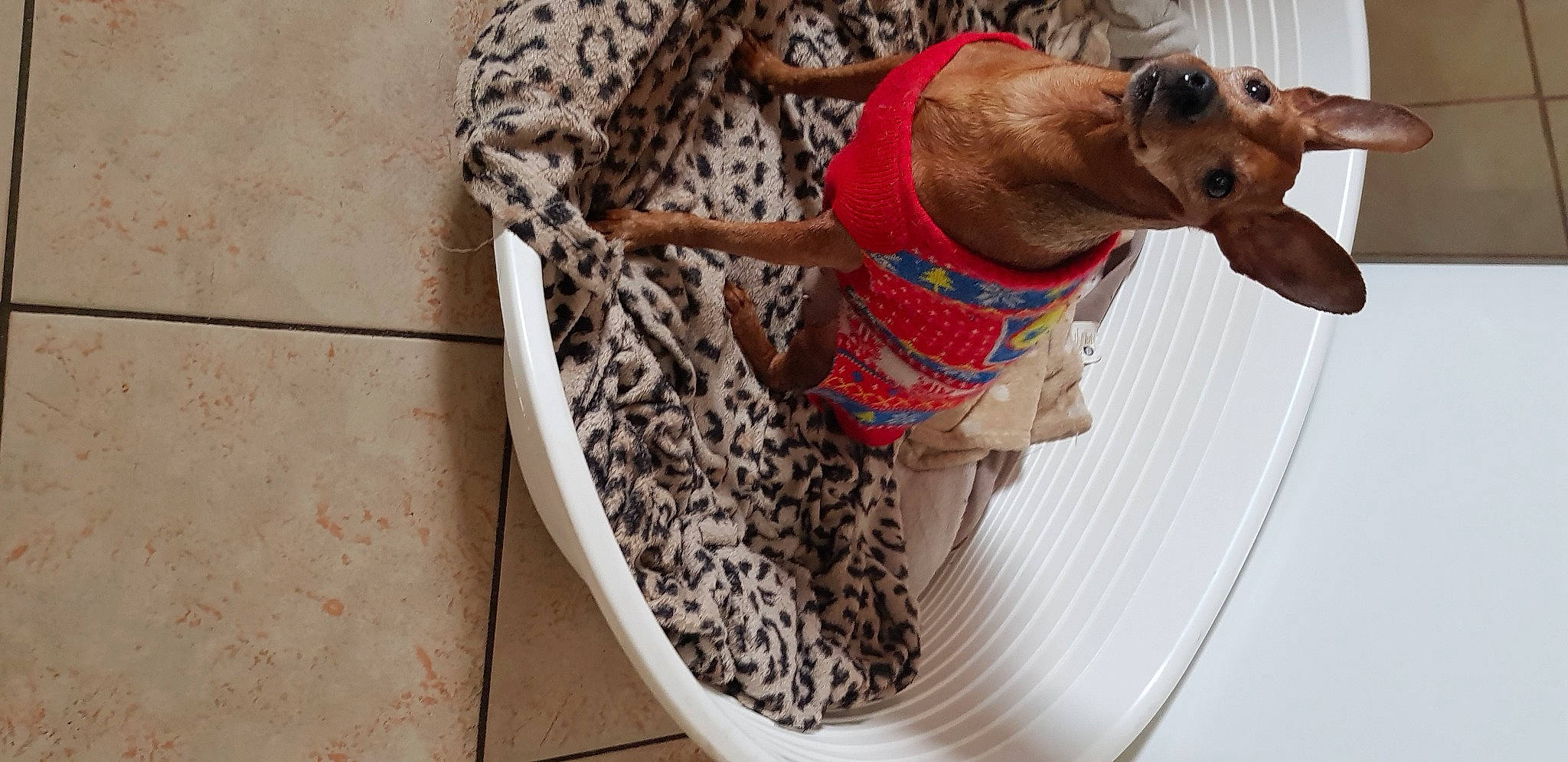 Leslie a rejoint le concours — aidez-le/la à gagner de superbes lots ! canidae, carnivore, collar, companion_dog, dog, dog_breed, dog_clothes, dog_collar, dog_supply, eyewear, fashion_accessory, fawn, liver, pattern, pet_supply, sleeve, sporting_group, sunglasses, wood, working_animal