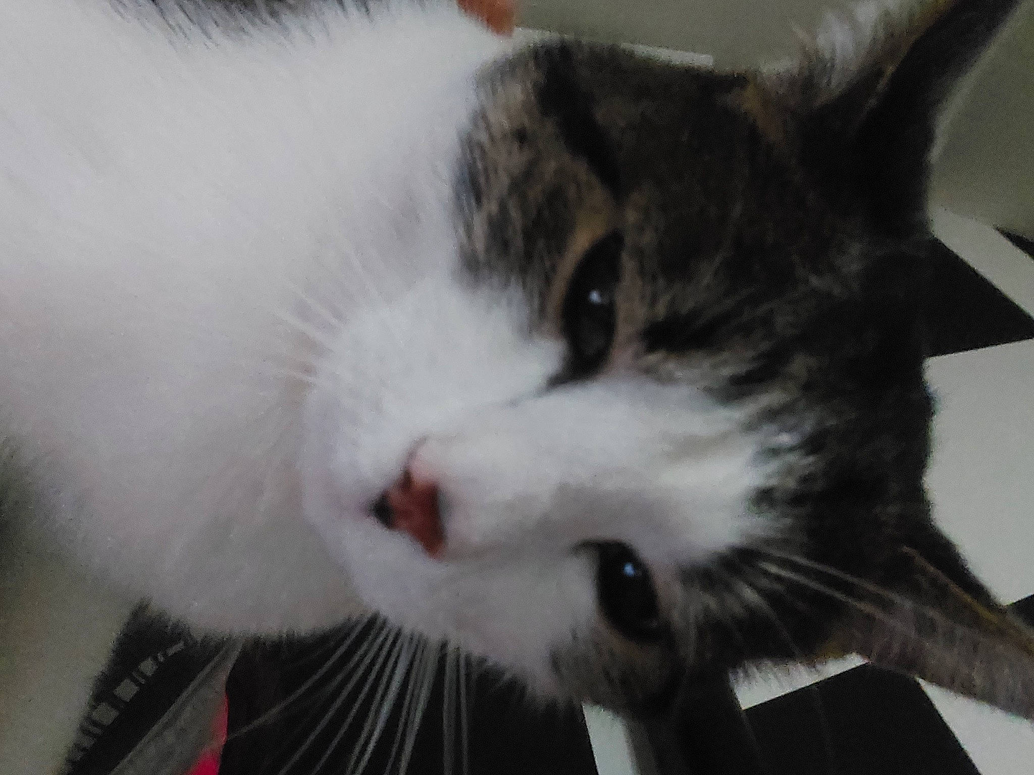 Apollon a rejoint le concours — aidez-le/la à gagner de superbes lots ! carnivore, cat, claw, domestic_short_haired_cat, ear, eye, felidae, fur, paw, small_to_medium_sized_cats, snout, whiskers