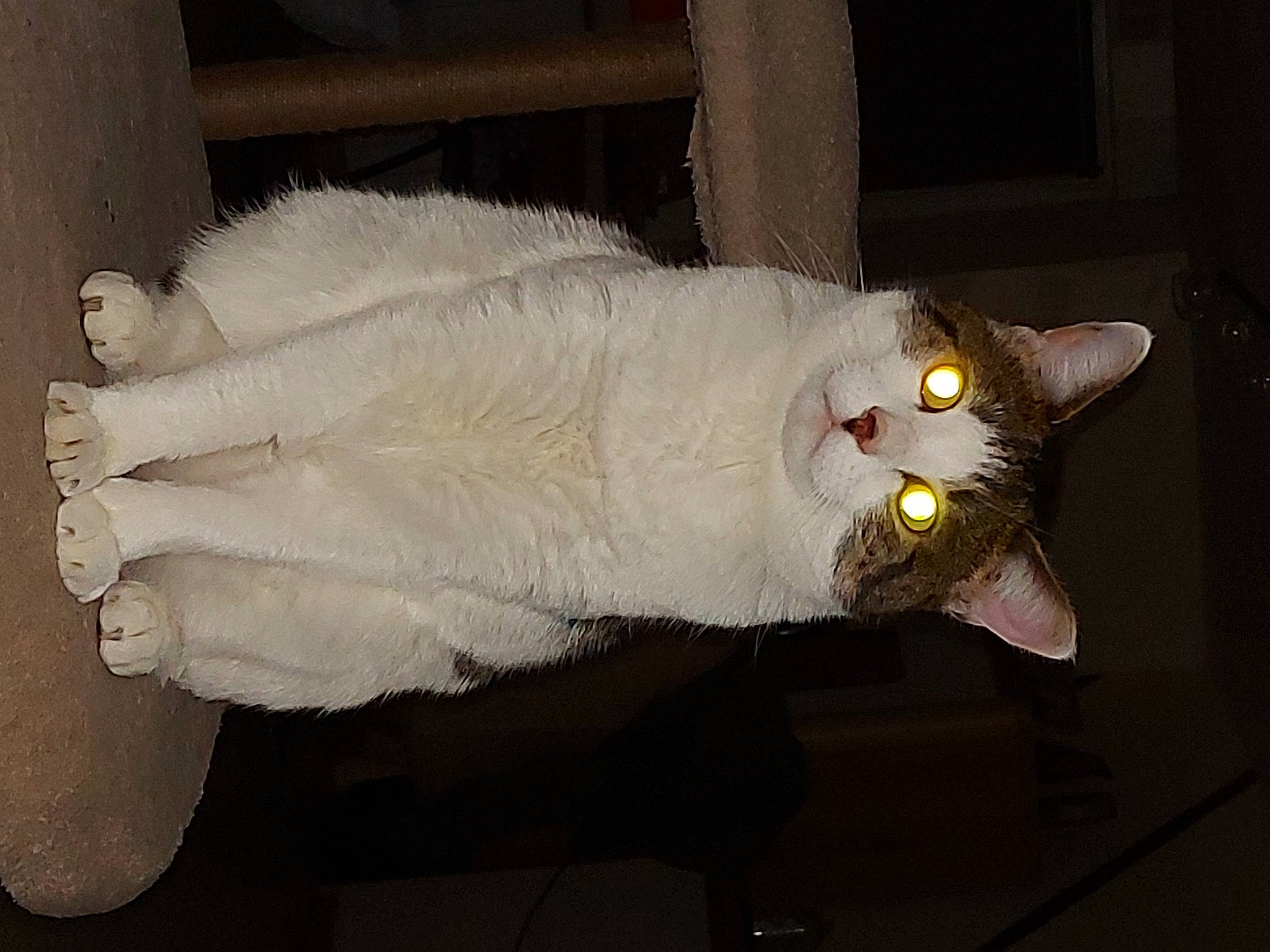 Apollon participe au concours pour gagner de l'argent avec cette photo : carnivore, cat, domestic_short_haired_cat, felidae, fur, head, mammal, small_to_medium_sized_cats, tail, whiskers