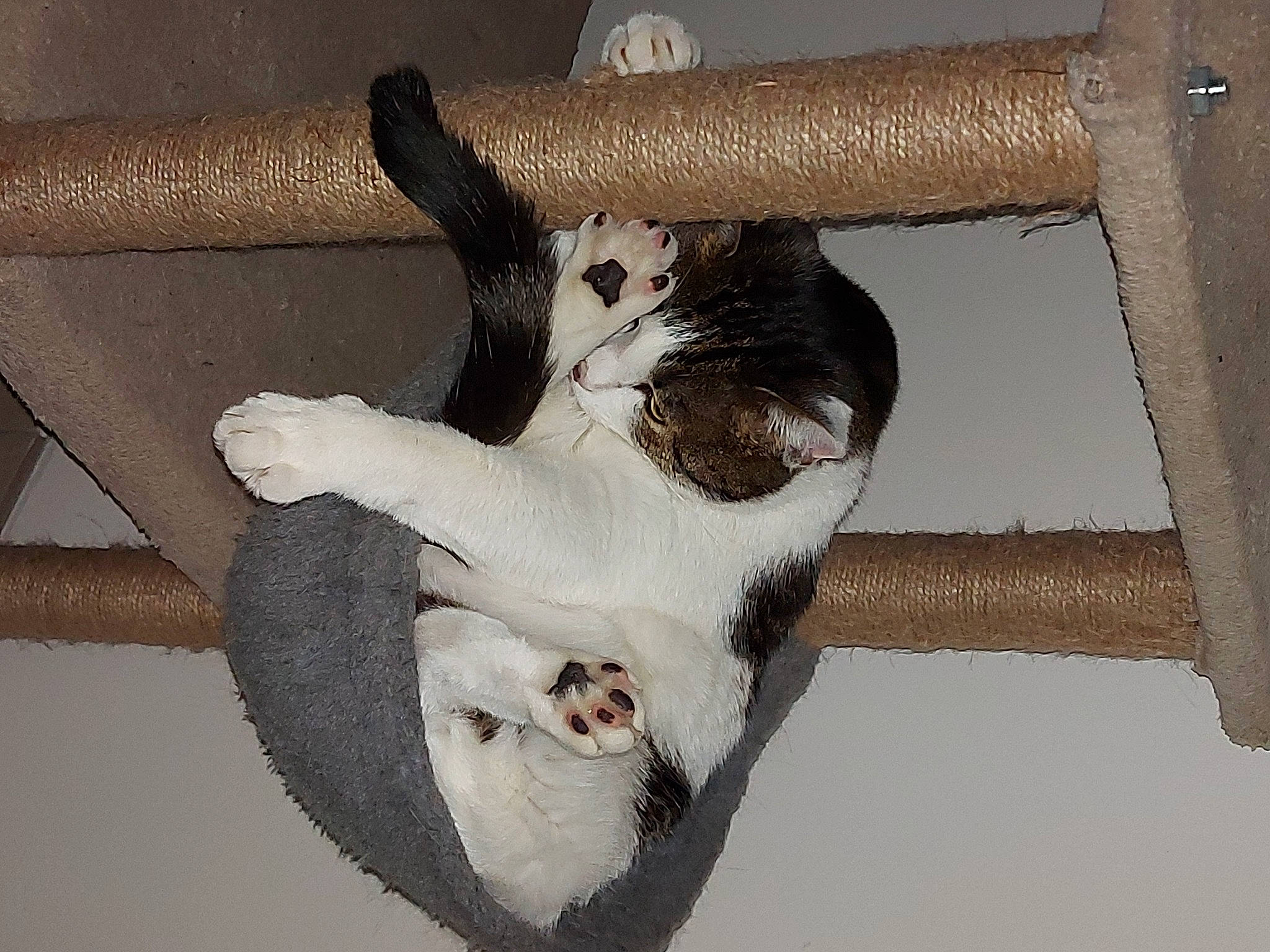 Apollon participe au concours pour gagner de l'argent avec cette photo : carnivore, cat, claw, domestic_short_haired_cat, eye, fawn, felidae, foot, fur, human_leg, natural_material, paw, small_to_medium_sized_cats, snout, tail, terrestrial_animal, twig, whiskers, window, wood