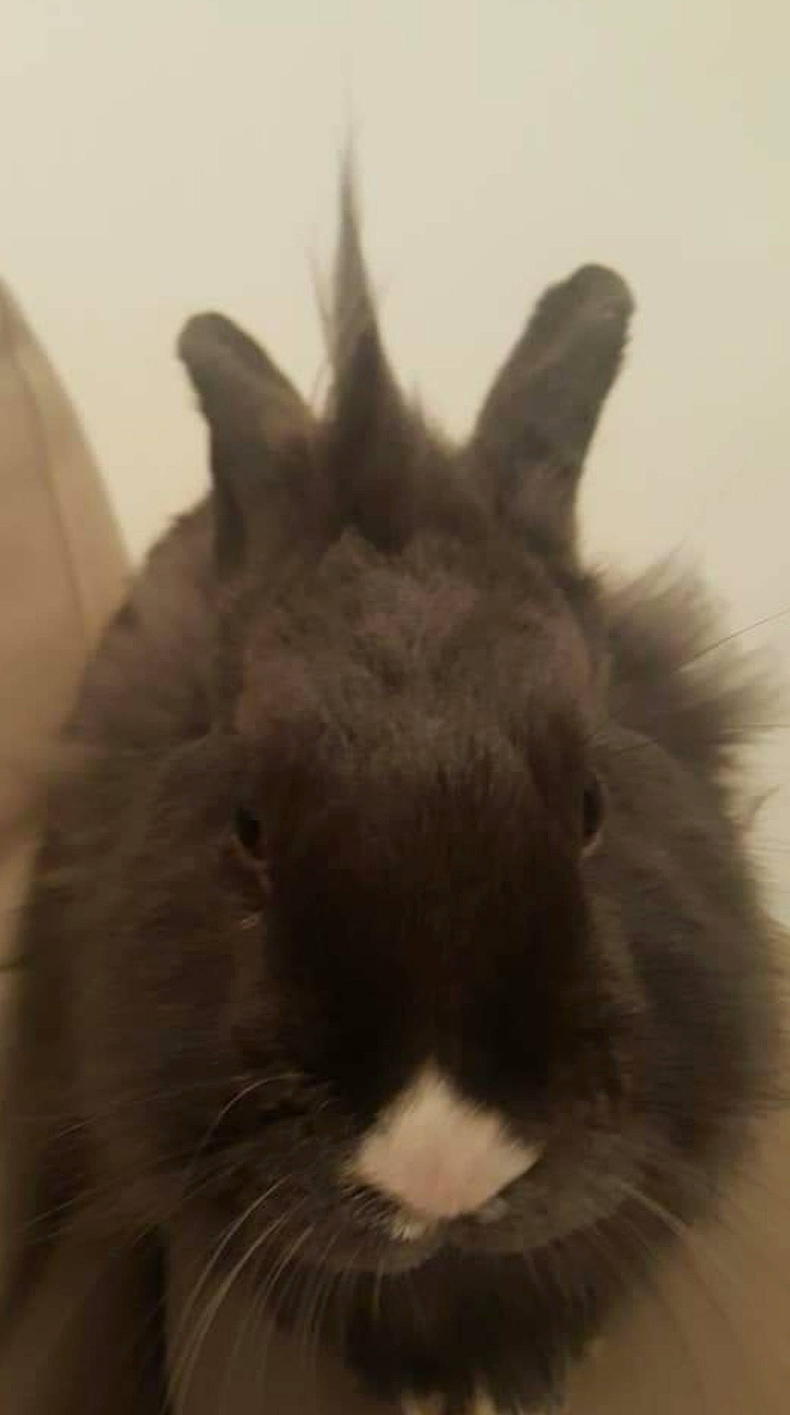 Hélios participe au concours pour gagner de l'argent avec cette photo : domestic_rabbit, ear, fur, hare, rabbit, rabbits_and_hares, snout, whiskers