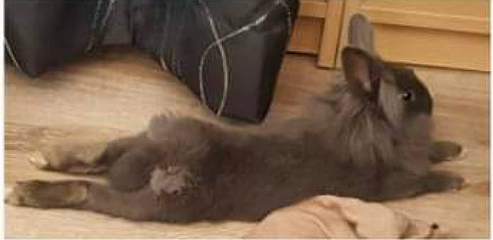 Hélios a rejoint le concours — aidez-le/la à gagner de superbes lots ! angora_rabbit, canidae, cat, chinchilla, dog_breed, domestic_rabbit, ear, fawn, felidae, fur, kitten, mouth, rabbit, rabbits_and_hares