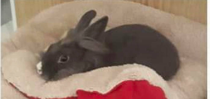 Hélios participe au concours pour gagner de l'argent avec cette photo : chinchilla, domestic_rabbit, ear, fawn, fur, hare, rabbit, rabbits_and_hares, rodent, snout, whiskers