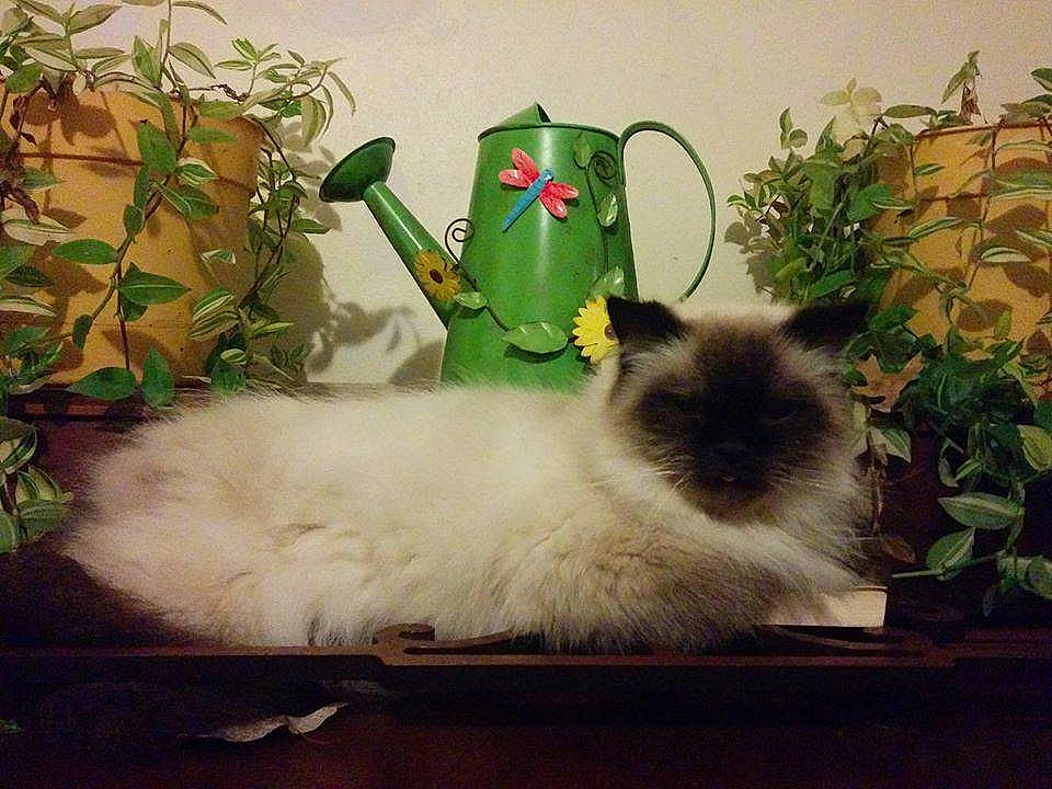 Sammy is registered to the contest to win money with this photo: