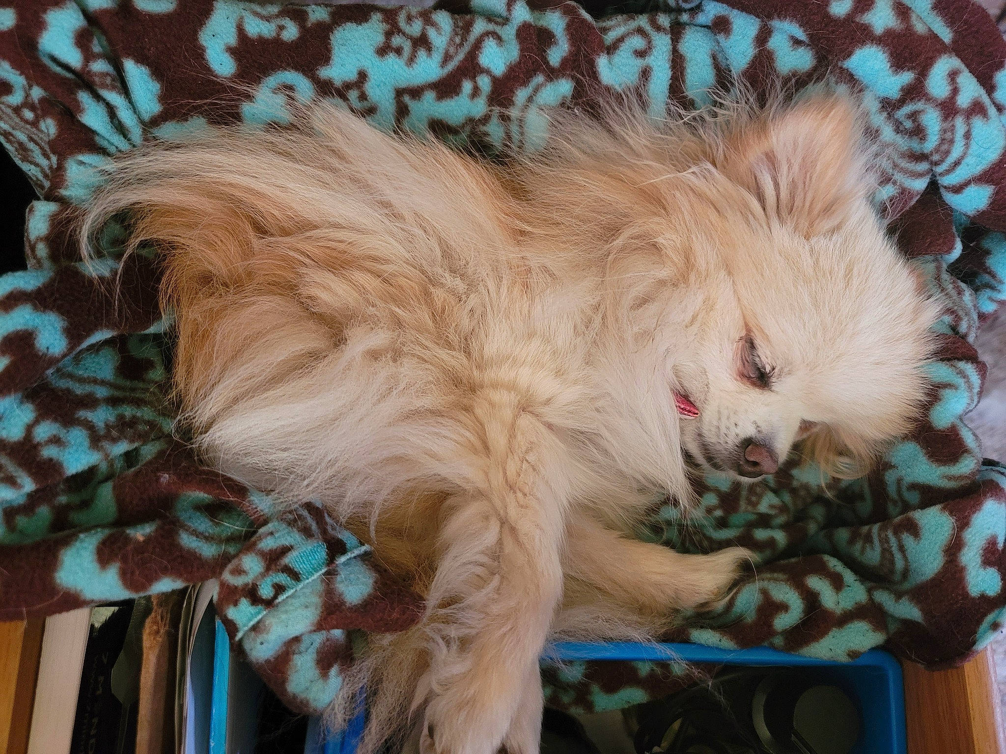 Keelei joined the competition — help win amazing prizes! canidae, carnivore, cat, claw, companion_dog, dog_breed, eye, fawn, felidae, fur, paw, plant, small_terrier, small_to_medium_sized_cats, snout, sporting_group, tail, terrier, toy_dog, whiskers