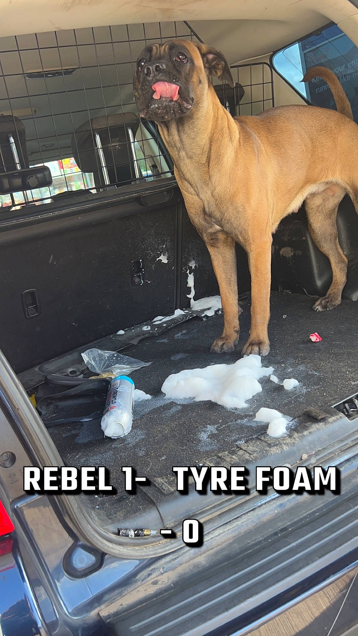 Rebel is registered to the contest to win money with this photo: ancient_dog_breeds, carnivore, collar, companion_dog, dog, dog_breed, dog_collar, dog_supply, fawn, giant_dog_breed, guard_dog, molosser, paw, pet_supply, photo_caption, snow, sporting_group, tail, working_animal, working_dog