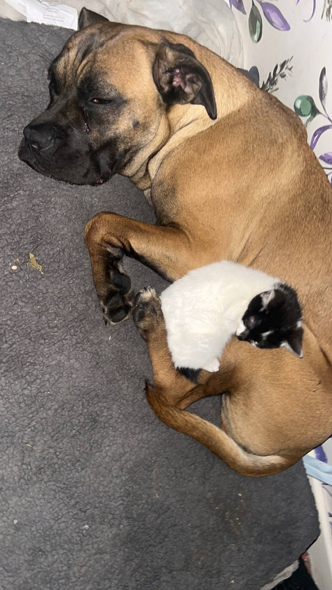 Rebel joined the competition — help win amazing prizes! ancient_dog_breeds, art, bulldog, canidae, carnivore, comfort, companion_dog, dog, dog_breed, fawn, non_sporting_group, paw, snout, sporting_group, tail, toy_dog, whiskers, working_animal, working_dog, wrinkle