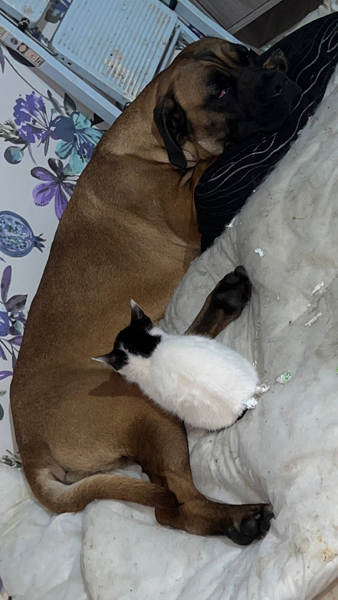 Rebel joined the competition — help win amazing prizes! bag, bedding, carnivore, cat, comfort, curtain, domestic_short_haired_cat, fawn, felidae, formal_wear, fur, linens, pattern, small_to_medium_sized_cats, snow, tail, whiskers