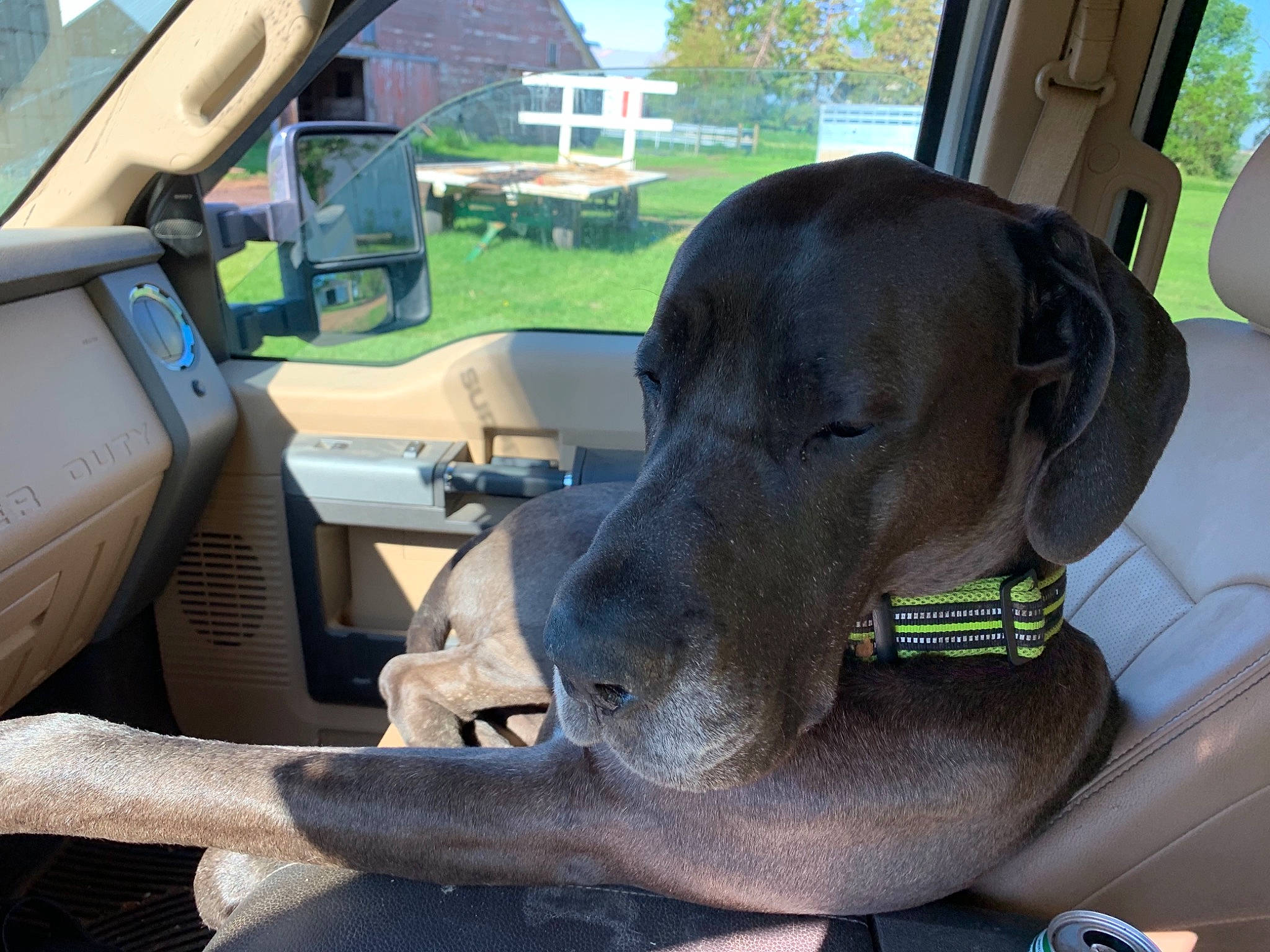Briggs joined the competition — help win amazing prizes! blue_lacy, canidae, car_seat, carnivore, dog, dog_breed, fawn, great_dane, guard_dog, non_sporting_group, pointing_breed, snout, sporting_group, vizsla, weimaraner, working_dog