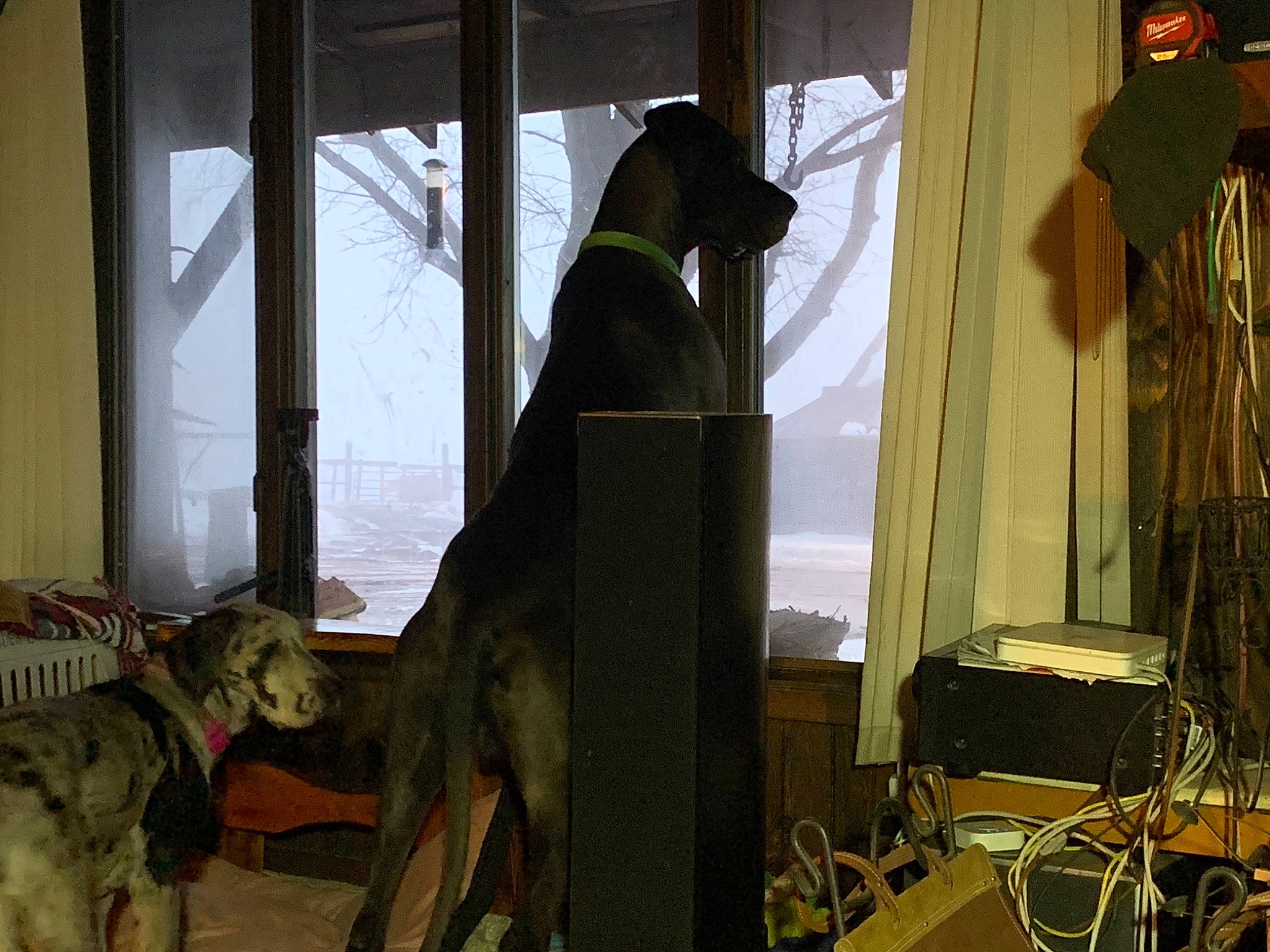 Briggs joined the competition — help win amazing prizes! canidae, dog, greyhound, guard_dog, sporting_group, weimaraner