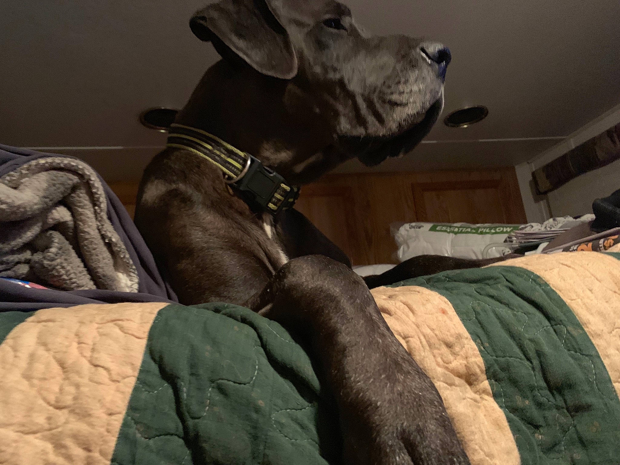 Briggs joined the competition — help win amazing prizes! canidae, carnivore, companion_dog, dog, dog_breed, fawn, great_dane, guard_dog, non_sporting_group, snout, sporting_group, weimaraner