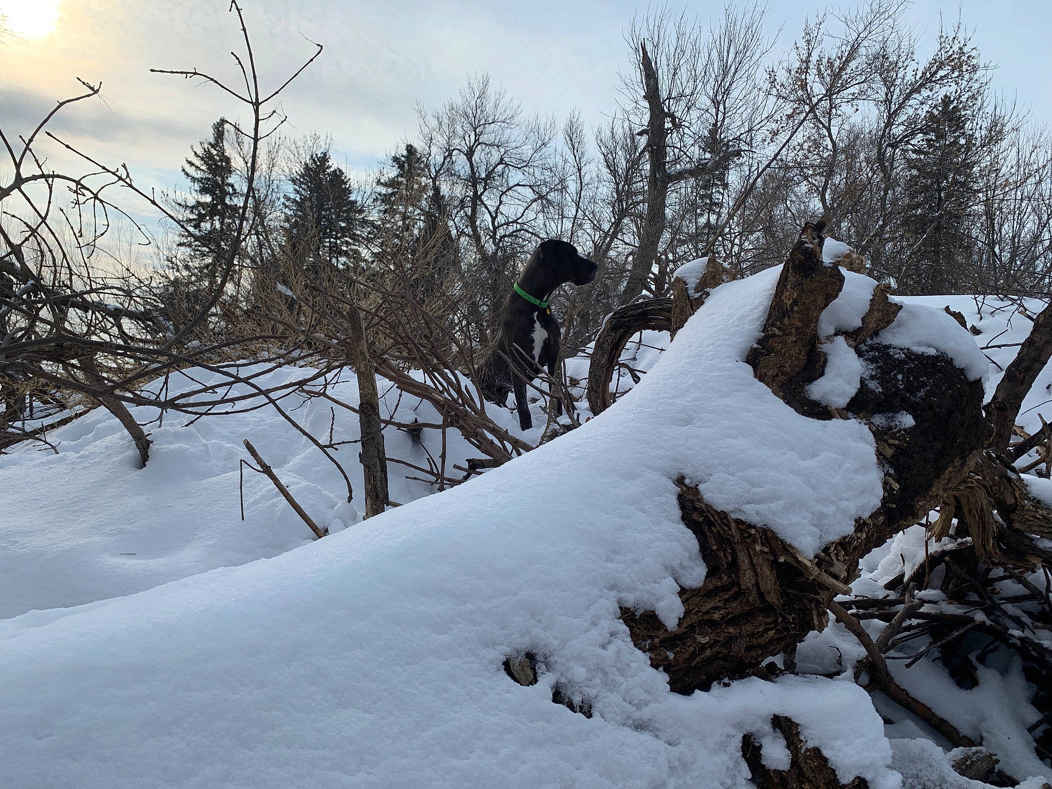 Briggs joined the competition — help win amazing prizes! blizzard, branch, freezing, frost, geological_phenomenon, ice, landscape, plant, sky, slope, snow, tree, winter