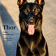 Thor a rejoint le concours — aidez-le/la à gagner de superbes lots ! dog, malinois, black_dog, portrait, animal, pet, outdoor, sunlight, tongue_out, alert, sitting, canine, shadow, closeup, friendly, watchful, working_dog, guard_dog, bright, background_blur