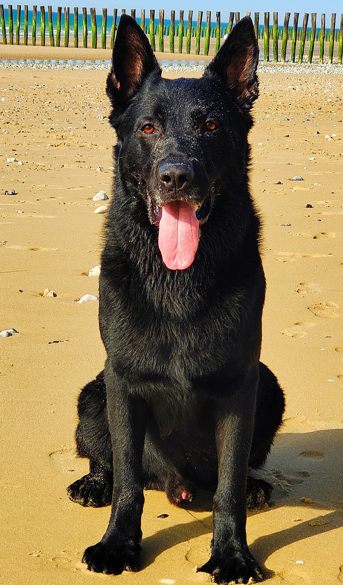 Arrow participe au concours pour gagner de l'argent avec cette photo : canidae, carnivore, collar, companion_dog, dog, dog_breed, dog_collar, guard_dog, herding_dog, hunting_dog, non_sporting_group, shadow, snout, sporting_group, terrestrial_animal, working_animal, working_dog