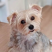 Dolly a rejoint le concours — aidez-le/la à gagner de superbes lots ! animal_photography, black_nose, blurred_background, close_up, companion_animal, cream_colored, cute, dog, fluffy, glossy_eyes, gray_fur, indoors, looking_at_camera, pet, portrait, puppy, shaggy_fur, small_dog, tongue, wooden_floor