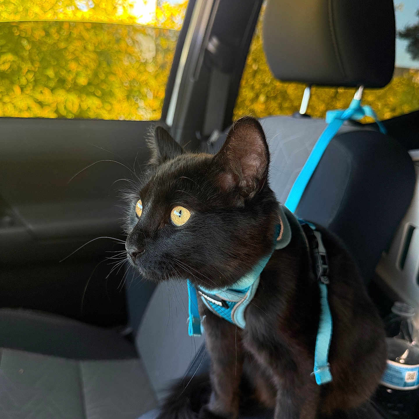 Quico is registered to the contest to win money with this photo: cat, black_cat, pet, animal, car_interior, car_seat, harness, yellow_eyes, window, autumn, fall_foliage, tree, sunlight, domestic_animal, feline, seat, leisure, curious, indoor, transportation