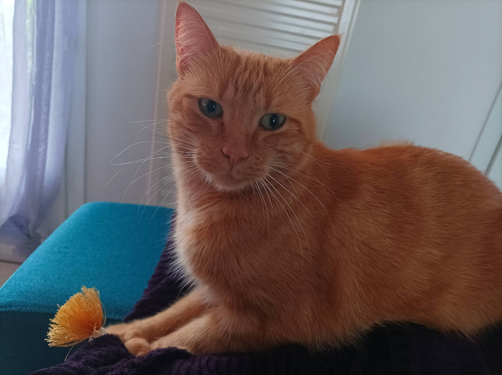 Safran participe au concours pour gagner de l'argent avec cette photo : ball, carnivore, cat, cat_supply, claw, comfort, curtain, domestic_short_haired_cat, fawn, felidae, fur, paw, pet_supply, small_to_medium_sized_cats, snout, tail, whiskers, window, window_treatment, wood