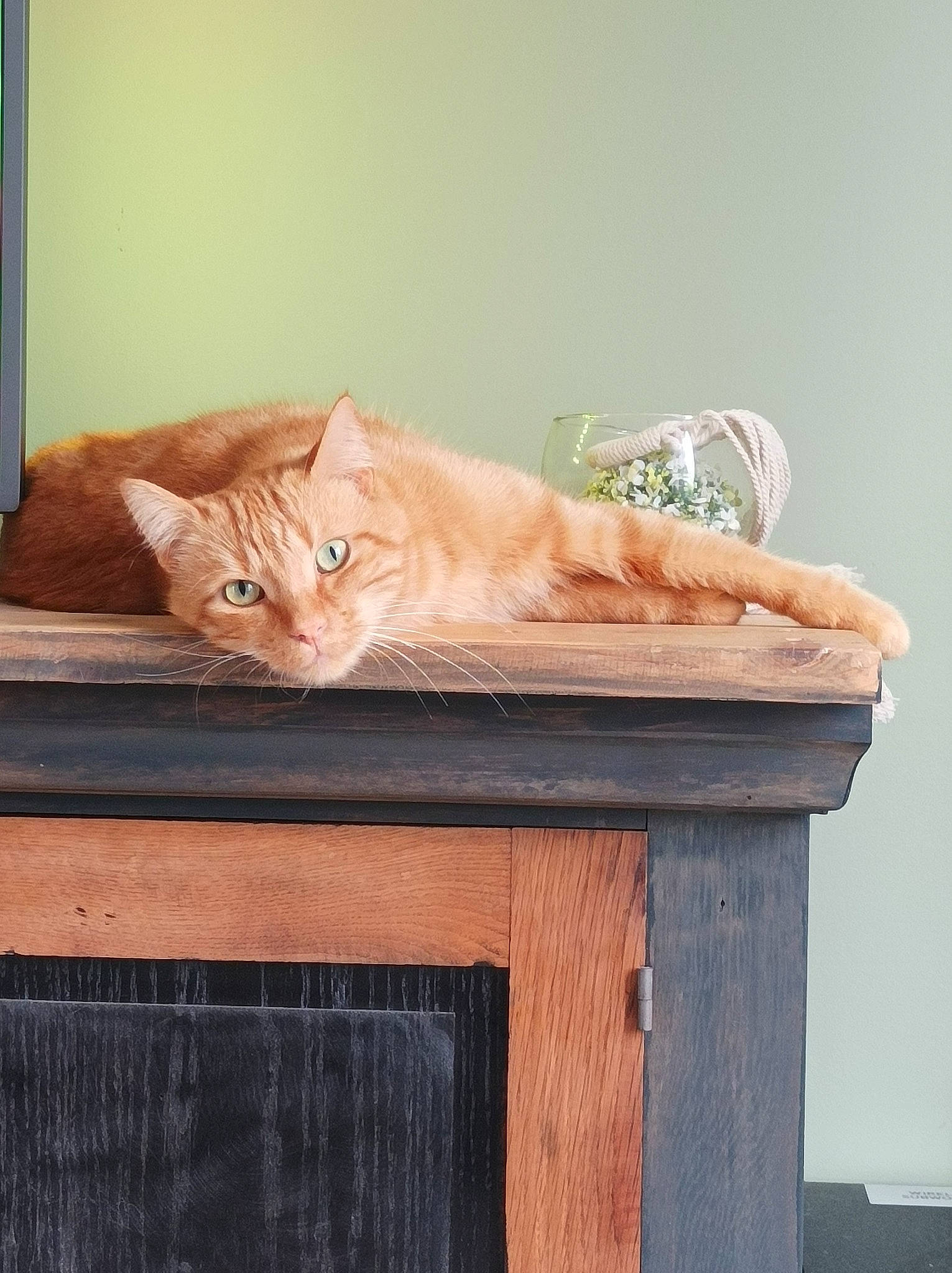 Safran participe au concours pour gagner de l'argent avec cette photo : carnivore, cat, comfort, domestic_short_haired_cat, fawn, felidae, flooring, fur, hardwood, plywood, rectangle, room, sitting, small_to_medium_sized_cats, table, tail, whiskers, window, wood, wood_stain