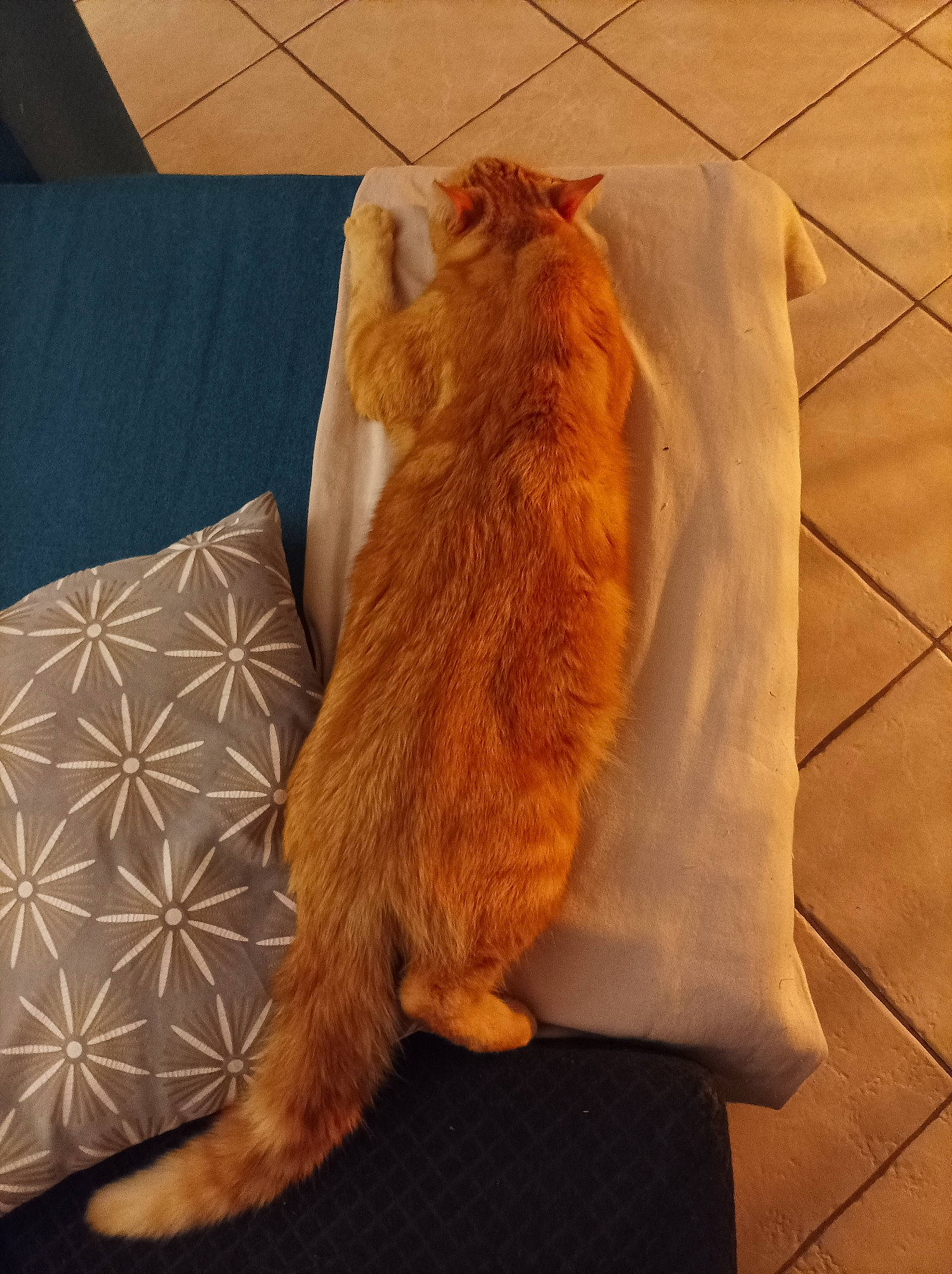 Safran a rejoint le concours — aidez-le/la à gagner de superbes lots ! carnivore, cat, comfort, couch, fawn, felidae, floor, flooring, foot, hardwood, human_leg, orange, small_to_medium_sized_cats, snout, sporting_group, tail, tile_flooring, whiskers, window, wood