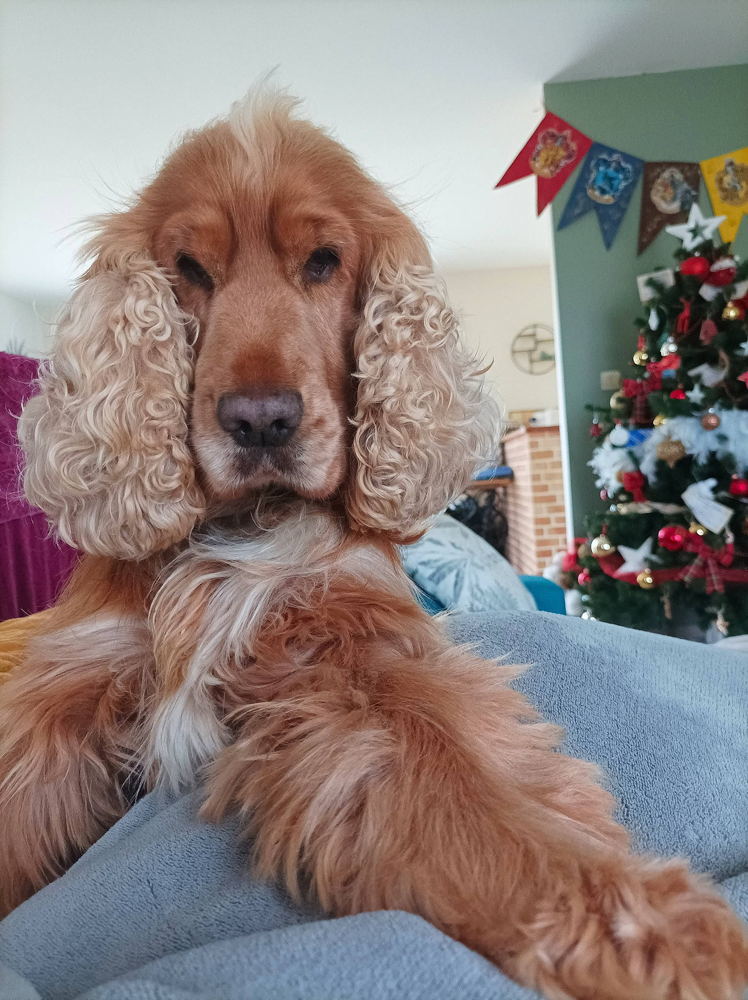 Hadès a rejoint le concours — aidez-le/la à gagner de superbes lots ! canidae, carnivore, christmas_tree, companion_dog, conifer, dog, dog_breed, dog_collar, dog_supply, event, fur, gun_dog, holiday, holiday_ornament, liver, ornament, pet_supply, spaniel, sporting_group, working_animal