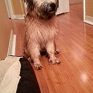 Riley is registered to the contest to win money with this photo: dog, puppy, pet, shaggy_fur, tan_fur, black_muzzle, hardwood_floor, sitting, indoor, doorway, baseboard, dog_bed, paws, whiskers, attentive, cute, home_interior, portrait, small_room, calm