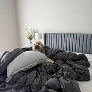 Riley is registered to the contest to win money with this photo: dog, bedroom, bed, bedding, duvet, pillow, headboard, indoor, home, furniture, fluffy, small_dog, pet, portrait, peeking, relaxed, gray, white, lamp, plant