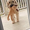 Riley is registered to the contest to win money with this photo: candid_photo, carrying, daylight, deck, dog, doorway, fluffy_fur, octopus_toy, outdoor, pet, porch, puppy, shaggy, small_dog, standing, stuffed_toy, toy, trees, white_railing, wooden_floor