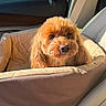 dog, puppy, apricot_fur, curly_fur, small_dog, pet, car, car_interior, car_seat, pet_bed, road_trip, travel, window, sunlight, outdoor, trees, road, portrait, sitting, cute