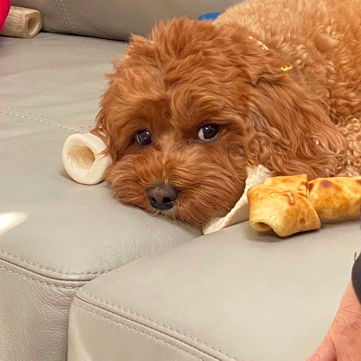 Ginger
