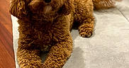 Ginger is registered to the contest to win money with this photo: dog, puppy, curly_coat, brown_fur, fluffy, small_dog, lying_down, raised_tail, paws, pet, indoors, home, floor, wooden_floor, soft_mat, portrait, looking_at_camera, cute, cozy, animal