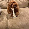 Ginger is registered to the contest to win money with this photo: dog, puppy, brown_dog, fluffy, curly_fur, small_dog, pet, animal, chew_bone, toy, sitting, couch, sofa, indoor, living_room, cute, happy, playful, portrait, home_decor