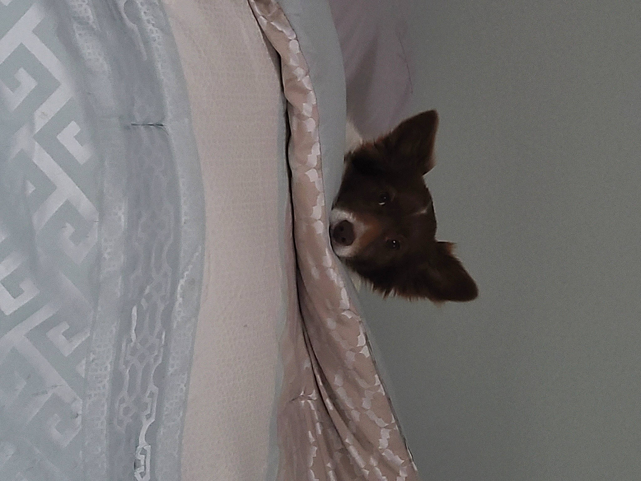 Cashew is registered to the contest to win money with this photo: automotive_tire, canidae, carnivore, circle, dog_breed, domestic_short_haired_cat, fawn, felidae, fur, grey, rim, small_to_medium_sized_cats, tail, tire, tree, water, whiskers, window, winter, wood